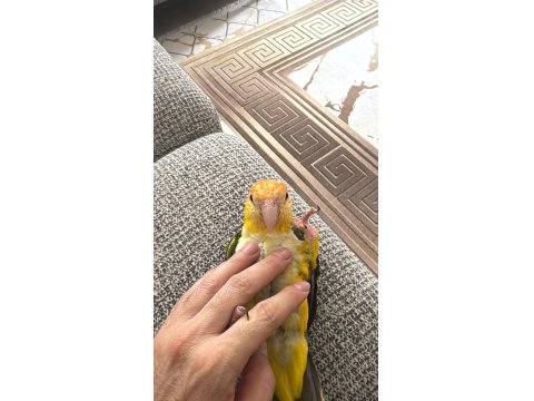 Bir Yaşında Kendini Çok Sevdiren Caique Kızımız Yeni Aile Arıyor