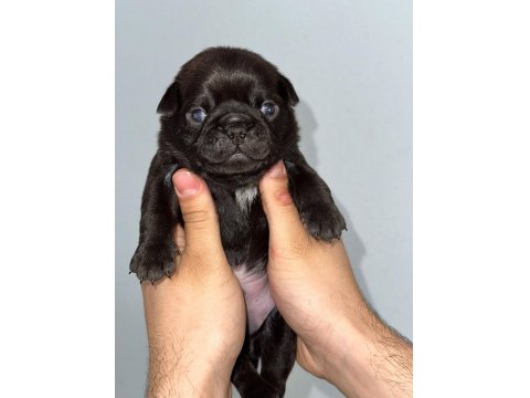 30 Günlük Siyah Pug Yavruları Rezerve Açık