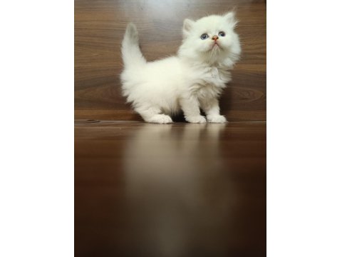 Scottish Fold Ve Scottish Straight Yavrularım