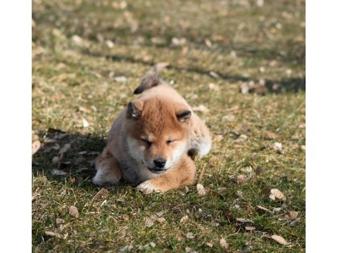 Minyatür Shiba İnu Orange Yavru