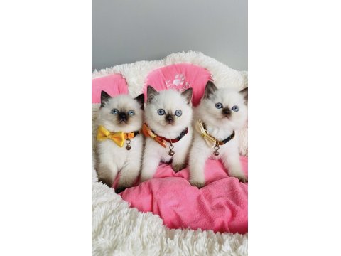 Nadir Bulunan Maviş Chocolatte Point British Shorthair