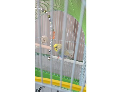 Acil 2 Yavru Muhabbet Kuşu Acil Satılık