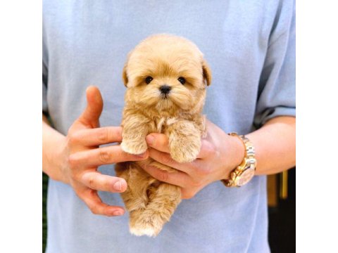 Maltipoo Köpeklerim