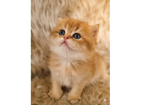 Organik British Portakallar