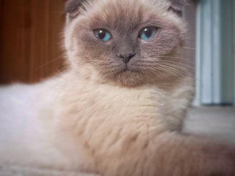 Dünya Güzeli Scottish Blue Point Kedimiz Sora