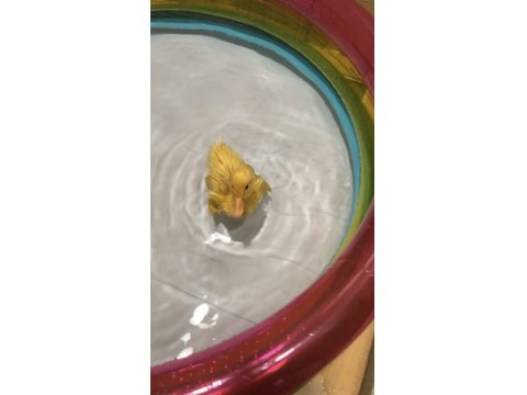 Ücretsiz Ördek Civcivi