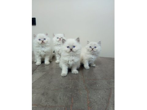 Pamuk British Longhair Yavrularımız