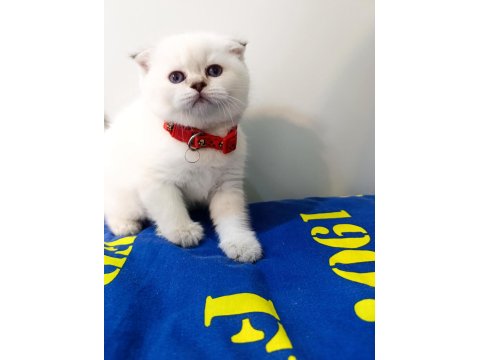 British Shorthair Yavrularımıza Yeni Yuvalarını Arıyoruz
