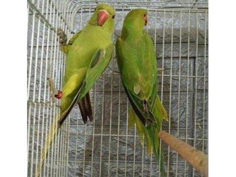 Kapalı Bilezik Pakistan Papağanı