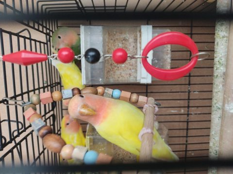 5 Adet 3-4 Aylık Sevda Papağanı Yavruları