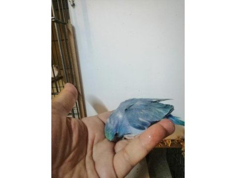 Asforpus Mutasyon Forpus Papağanı