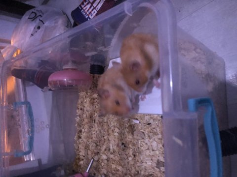 Suriye Hamster Yavruları