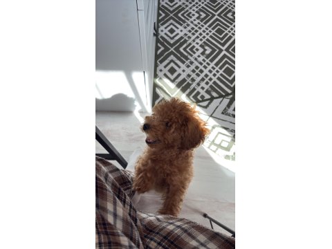 Toy Poodle 2,5 - 3 Aylık