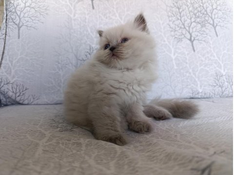 Irk Garantili British Bebeklerim