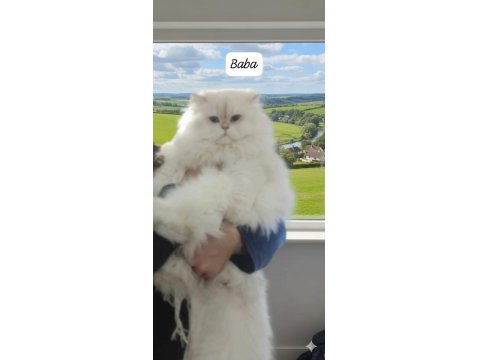 4.5 Aylık Şecereli Safkan Dişi Yavru British Longhair