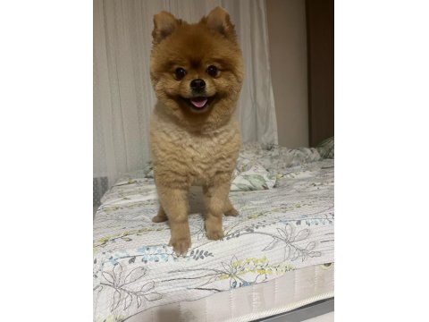 Pomeranian Boo Köpeğimize Dişi Arıyoruz