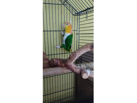 Yeşil Bacak Mutasyon Caique