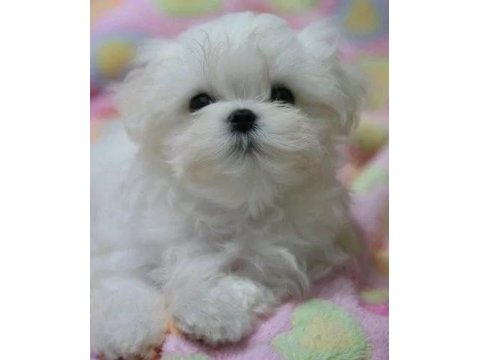 Arkadaş Canlısı Maltese Yavrularımız