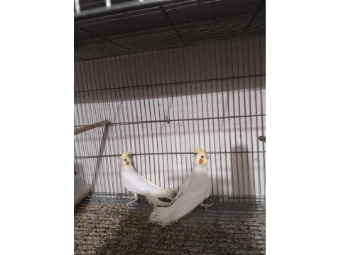 Grey Ve Lutino Erkek Sultan Papağanlar