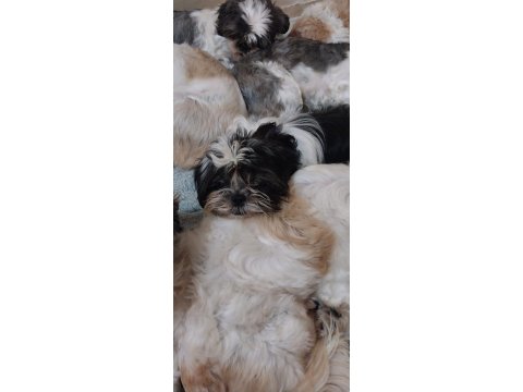 Yavru Shih Tzu
