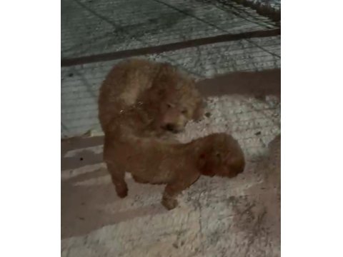 Teacup Küçük Boy Poodle Bebeklerim