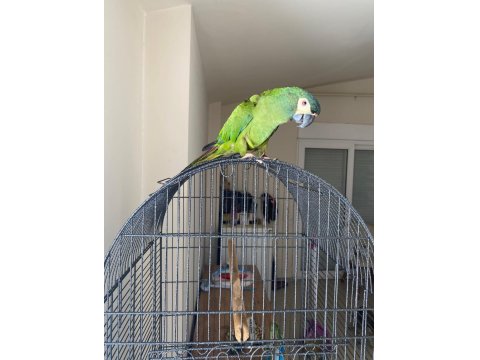 Cüce Macaw (Elcik) 1 Yaşında