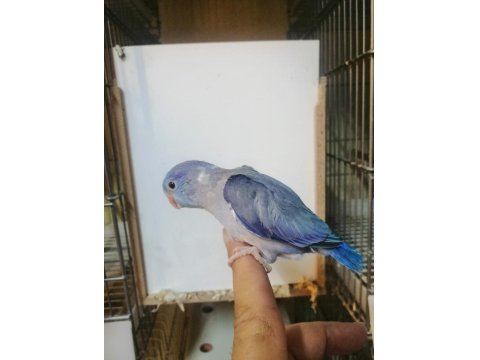 Asforpus Mutasyon Forpus Papağanı