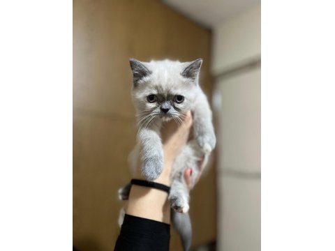 British Shorthair Yavrularımız Yeni Yuvalarını Arıyor