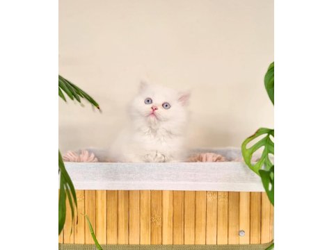 Erkek British Longhair Oyun Hamuru