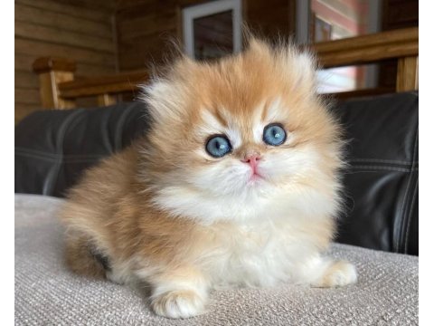 Golden Yeleli British Longhair Yavrumuz