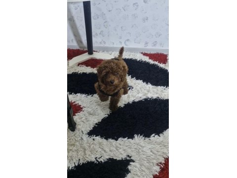 Ev Ortamında Orjinal Toy Poodle