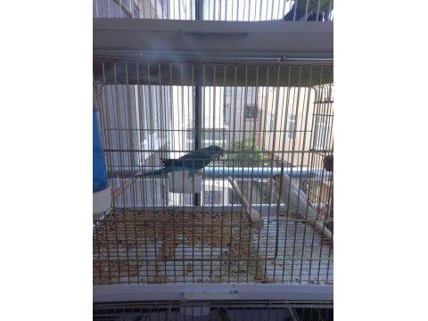 Mutasyon Monk Papağanı 3 Yaşında