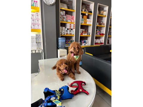 Dişi Ve Erkek Poodle Yavruları Yeni Yuvalarını Arıyor.