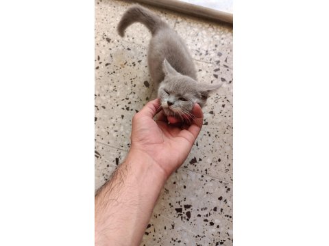 70 Günlük 2 Erkek Kardeş Kedimiz Uyguna