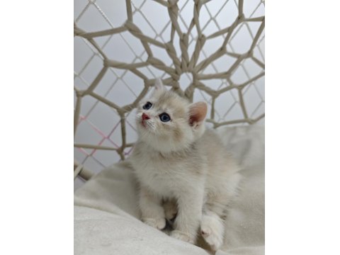 Yavru British Shorthair Kediler