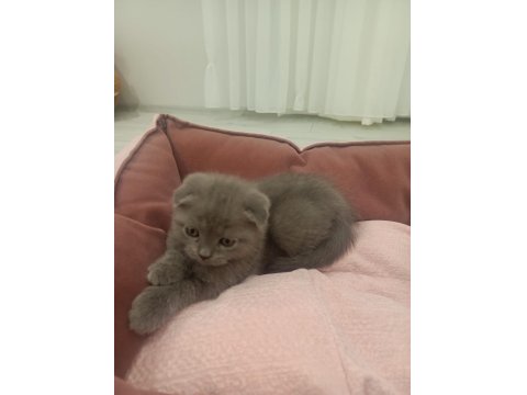 British Kedi Ve Scottish Kediler