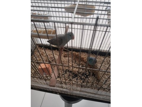 Yavru Forpus Papağanlar