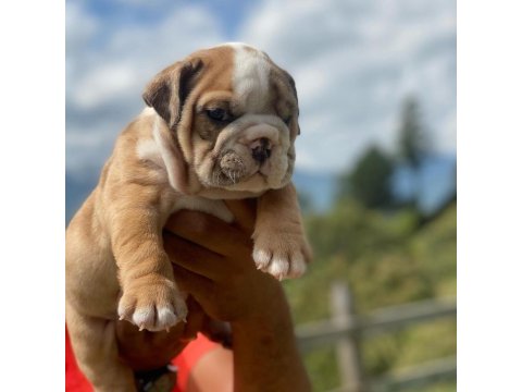 İngiliz Bulldog Yavru Köpekler