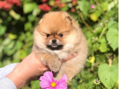 Irk Garantili Pomeranian Yavruları İçin Ulaşın