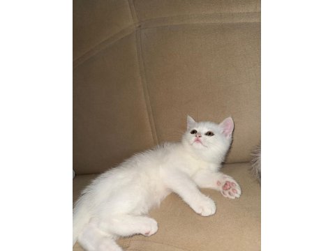 Beyaz İki Yavru Kedimiz Sahiplendirilecektir