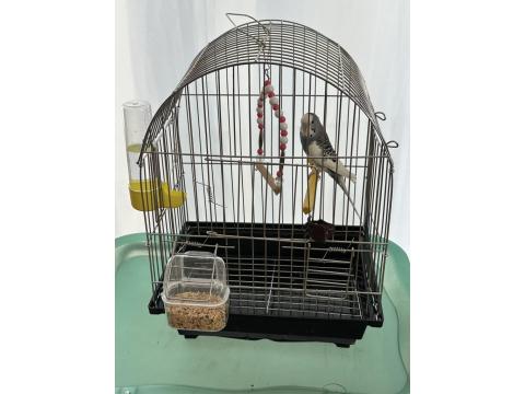 Yavru Muhabbet Kuşumuz