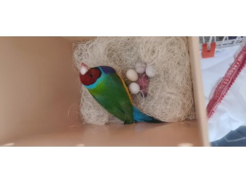 Genç Gokkuşağı İspinozu