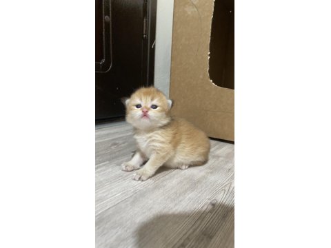 Safkan British Bebeklerim Rezerveye Açık