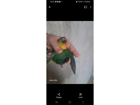 Yavru Cennet Papağanlarımız