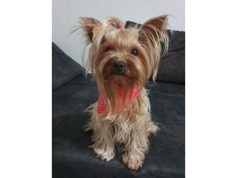 Yorkshire Terrier Teacup Dişi