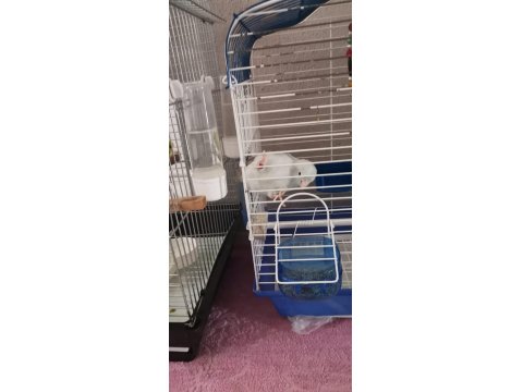 8 Muhabbet Kuşu, 1 Forpus Papağanı, 2 Kafes Ve 4 Yumurta