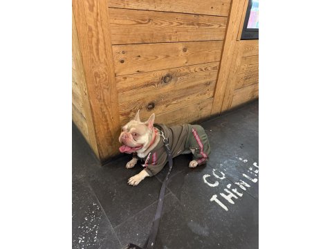 New Shade Isabella French Bulldog