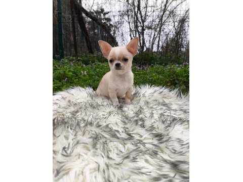 Beyaz Krem Elma Kafa Küt Burun Mükemmel Anatomi Yavru Şivava