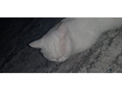 Kartopu Kedim Ücretsiz