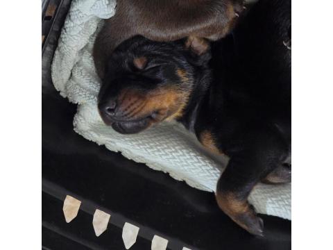 Fci Kif A Şecere Dereceli Eşleşme Doberman Yavruları